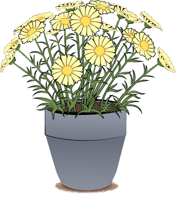 Marilyn daisy plant in a gray pot